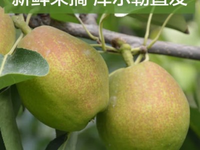 采缇 新疆库尔勒香梨 全母梨当季整